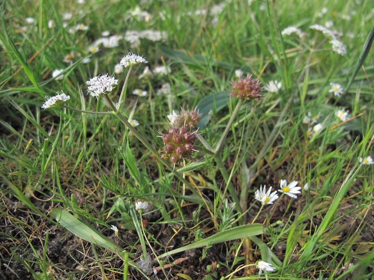 Oenanthe globulosa